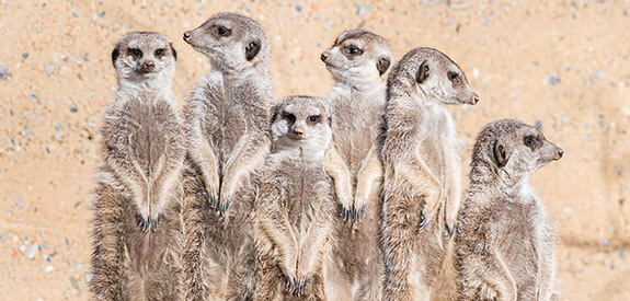 Newsletter Zoo Basel